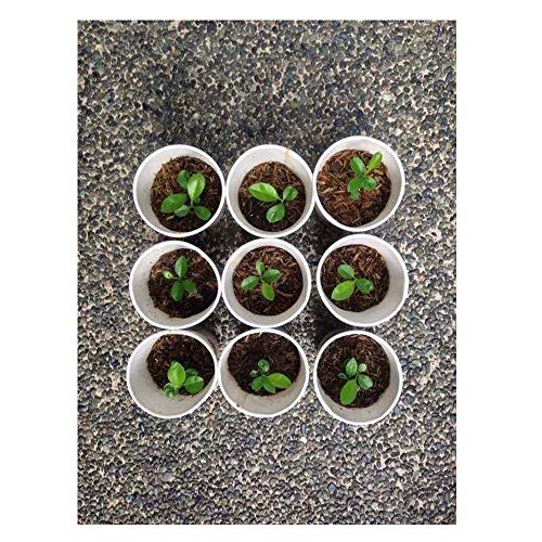 12 Pack 3.7Inch White Plastic Nursery Pots,Flower Plant Nursery Pot,Cylinder Garden Plant Pots with Drainage and Saucer for Indoor Outdoor Garden Office Decor