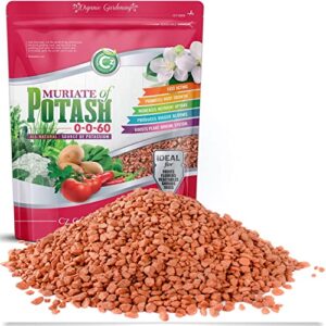 muriate of potash 0-0-60 fertilizer made in usa – mop potassium plant food for indoor/outdoor plants & organic gardens – promotes big blooms! fruit, vegetables, holistic herbs, trees