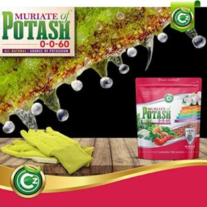 Muriate of Potash 0-0-60 Fertilizer Made in USA - MOP Potassium Plant Food for Indoor/Outdoor Plants & Organic Gardens – Promotes Big Blooms! Fruit, Vegetables, Holistic Herbs, Trees