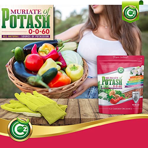 Muriate of Potash 0-0-60 Fertilizer Made in USA - MOP Potassium Plant Food for Indoor/Outdoor Plants & Organic Gardens – Promotes Big Blooms! Fruit, Vegetables, Holistic Herbs, Trees