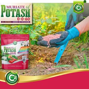 Muriate of Potash 0-0-60 Fertilizer Made in USA - MOP Potassium Plant Food for Indoor/Outdoor Plants & Organic Gardens – Promotes Big Blooms! Fruit, Vegetables, Holistic Herbs, Trees