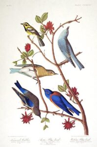 townsendÆs warbler, arctic blue-bird, western blue-bird. from”the birds of america” (amsterdam edition)