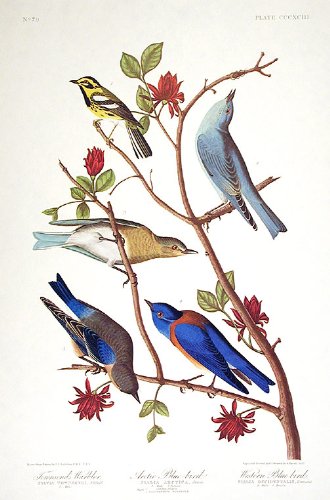 TownsendÆs Warbler, Arctic Blue-bird, Western Blue-bird. From"The Birds of America" (Amsterdam Edition)