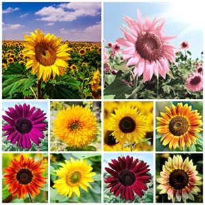 1000+ mix sunflower seeds for planting heirloom and non-gmo easy to plant and grow – 10 varieties seeds for outdoor garden