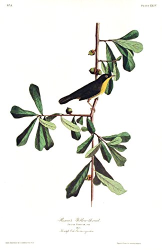 RoscoeÆs Yellow-throat. From"The Birds of America" (Amsterdam Edition)