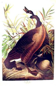 canada goose. from”the birds of america” (amsterdam edition)