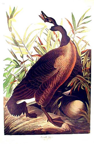 Canada Goose. From"The Birds of America" (Amsterdam Edition)