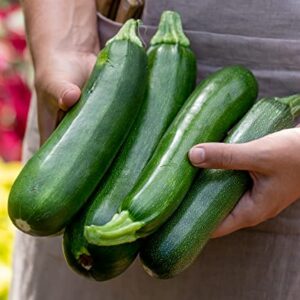 Burpee Fordhook Zucchini Summer Squash Seeds 50 seeds