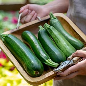 Burpee Fordhook Zucchini Summer Squash Seeds 50 seeds