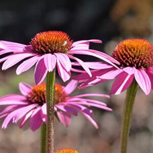Sow Right Seeds - Purple Coneflower/Echinacea Flower Seeds for Planting - Non-GMO Heirloom Seed - Full Instructions to Plant an Herbal Tea Garden - Great Gardening Gift (1)…