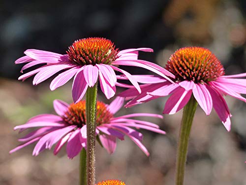 Sow Right Seeds - Purple Coneflower/Echinacea Flower Seeds for Planting - Non-GMO Heirloom Seed - Full Instructions to Plant an Herbal Tea Garden - Great Gardening Gift (1)…