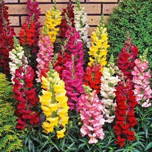 Tetra Mix Snapdragon Seeds for Planting, 2000+ Flower Seeds Per Packet, (Isla's Garden Seeds), Non GMO & Heirloom Seeds, Scientific Name: Antirrhinum majus, Great Home Garden Gift