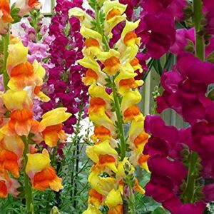 Tetra Mix Snapdragon Seeds for Planting, 2000+ Flower Seeds Per Packet, (Isla's Garden Seeds), Non GMO & Heirloom Seeds, Scientific Name: Antirrhinum majus, Great Home Garden Gift