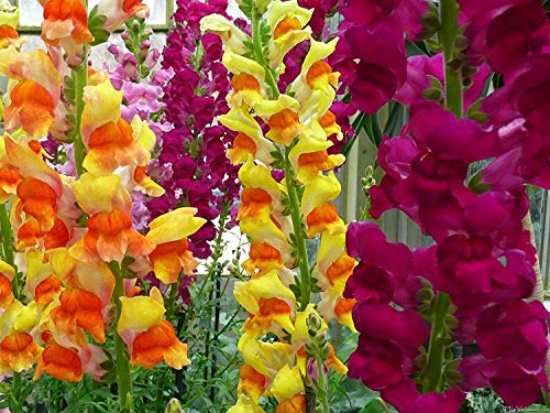 Tetra Mix Snapdragon Seeds for Planting, 2000+ Flower Seeds Per Packet, (Isla's Garden Seeds), Non GMO & Heirloom Seeds, Scientific Name: Antirrhinum majus, Great Home Garden Gift