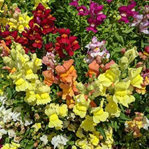 Tetra Mix Snapdragon Seeds for Planting, 2000+ Flower Seeds Per Packet, (Isla's Garden Seeds), Non GMO & Heirloom Seeds, Scientific Name: Antirrhinum majus, Great Home Garden Gift