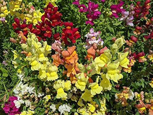 Tetra Mix Snapdragon Seeds for Planting, 2000+ Flower Seeds Per Packet, (Isla's Garden Seeds), Non GMO & Heirloom Seeds, Scientific Name: Antirrhinum majus, Great Home Garden Gift