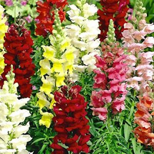 Tetra Mix Snapdragon Seeds for Planting, 2000+ Flower Seeds Per Packet, (Isla's Garden Seeds), Non GMO & Heirloom Seeds, Scientific Name: Antirrhinum majus, Great Home Garden Gift