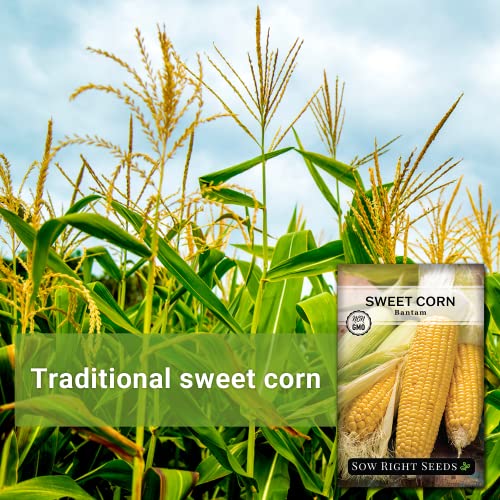 Sow Right Seeds - Bantam Sweet Corn Seed for Planting - Non-GMO Heirloom Packet with Instructions to Plant a Home Vegetable Garden