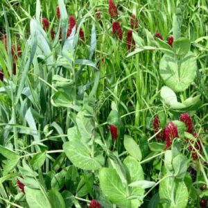 outsidepride gardenway garden cover crop seed – 5 lbs
