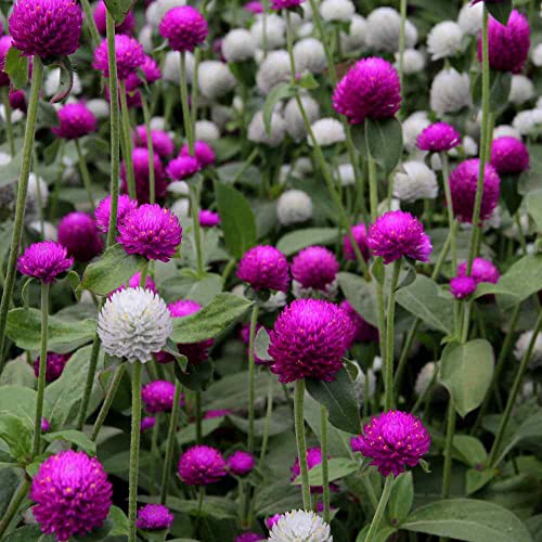 Outsidepride Globe Amaranth Gomphrena Globosa Garden Cut Flower Seed Mix - 1000 Seeds