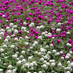 Outsidepride Globe Amaranth Gomphrena Globosa Garden Cut Flower Seed Mix - 1000 Seeds