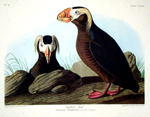 Tufted Auk. From"The Birds of America" (Amsterdam Edition)