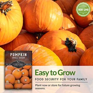 Survival Garden Seeds - Small Sugar Pumpkin Seed for Planting - Packet with Instructions to Plant and Grow Pie Pumpkins in Your Home Vegetable Garden - Non-GMO Heirloom Variety