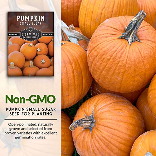 Survival Garden Seeds - Small Sugar Pumpkin Seed for Planting - Packet with Instructions to Plant and Grow Pie Pumpkins in Your Home Vegetable Garden - Non-GMO Heirloom Variety