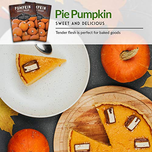 Survival Garden Seeds - Small Sugar Pumpkin Seed for Planting - Packet with Instructions to Plant and Grow Pie Pumpkins in Your Home Vegetable Garden - Non-GMO Heirloom Variety