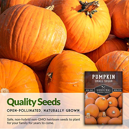 Survival Garden Seeds - Small Sugar Pumpkin Seed for Planting - Packet with Instructions to Plant and Grow Pie Pumpkins in Your Home Vegetable Garden - Non-GMO Heirloom Variety