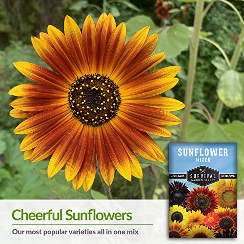 Survival Garden Seeds - Mix of Popular Sunflower Seeds for Planting - Packet with Instructions to Plant and Grow Beautiful Flowers in Your Home Vegetable or Flower Garden - Non-GMO Heirloom Varieties