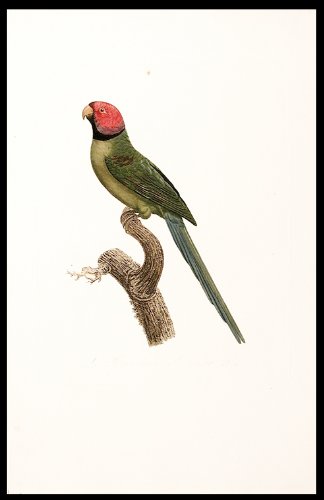 La Perruche ß collier noir [Blossom-headed Parakeet (Psittacula roseata)]