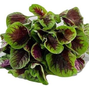 Red Stripe Leaf Amaranth Seeds – Unique, Edible Spinach-Like Salad Green “Chinese Spinach” | Liliana's Garden |