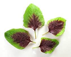 Red Stripe Leaf Amaranth Seeds – Unique, Edible Spinach-Like Salad Green “Chinese Spinach” | Liliana's Garden |