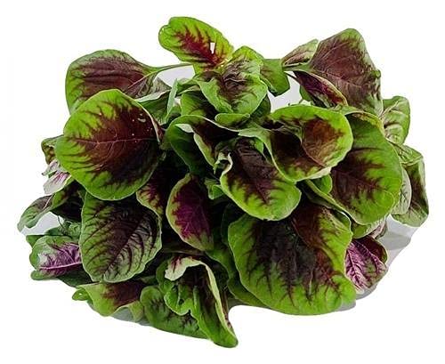 Red Stripe Leaf Amaranth Seeds – Unique, Edible Spinach-Like Salad Green “Chinese Spinach” | Liliana's Garden |