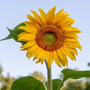 Burpee Mammoth Russian Sunflower Seeds 200 seeds