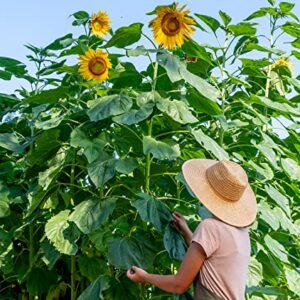 Burpee Mammoth Russian Sunflower Seeds 200 seeds