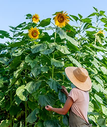 Burpee Mammoth Russian Sunflower Seeds 200 seeds