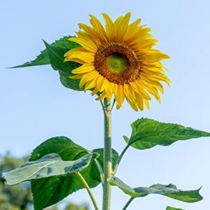 Burpee Mammoth Russian Sunflower Seeds 200 seeds