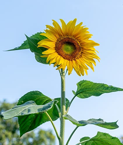 Burpee Mammoth Russian Sunflower Seeds 200 seeds