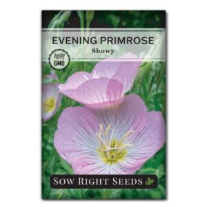 sow right seeds – showy evening primrose flower seeds for planting – beautiful flowers to plant in your home garden – non-gmo heirloom seeds – native wildflower, attract pollinators – great gift