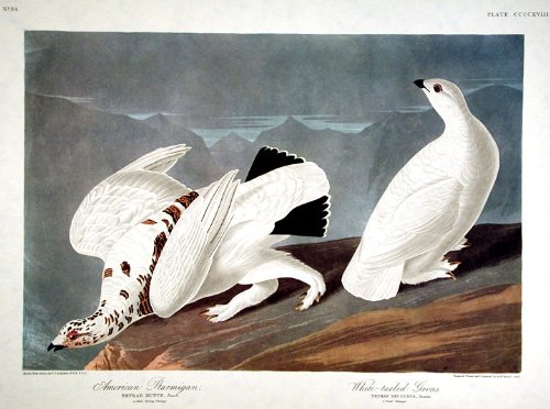 American Ptarmigan, White-tailed Grous. From"The Birds of America" (Amsterdam Edition)