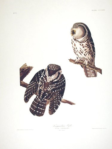 TengmalmÆs Owl. From"The Birds of America" (Amsterdam Edition)