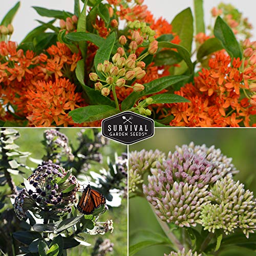 Survival Garden Seeds Milkweed Collection Seed Vault - Butterfly Milkweed, Common Milkweed & Rose (Swamp) Milkweed for Monarchs - Non-GMO Heirloom Seeds for Planting & Growing in a Pollinator Garden