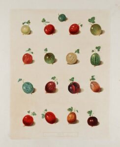[gooseberries] early green hairy, child’s golden lion, alcock’s duke of york, lomaxe’s victory, mill’s champion, warrington red, mill’s langley green, eden’s elibore, hill’s sir peter teazle, woodwards white-smith, tillotson’s seedling, warwickshire conqu
