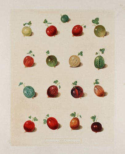 [Gooseberries] Early Green Hairy, Child's Golden Lion, Alcock's Duke of York, Lomaxe's Victory, Mill's Champion, Warrington Red, Mill's Langley Green, Eden's Elibore, Hill's Sir Peter Teazle, Woodwards White-Smith, Tillotson's Seedling, Warwickshire Conqu