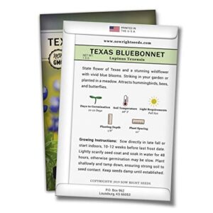 Sow Right Seeds - Texas Bluebonnet Seeds to Plant - Full Instructions for Planting and Growing a Beautiful Flower Garden; Non-GMO Heirloom Seeds; Wonderful Gardening Gift (1)