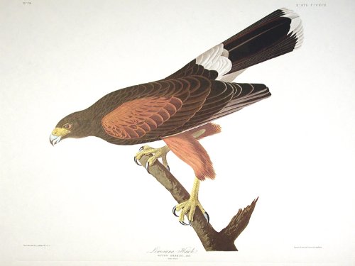 Louisiana Hawk. From"The Birds of America" (Amsterdam Edition)