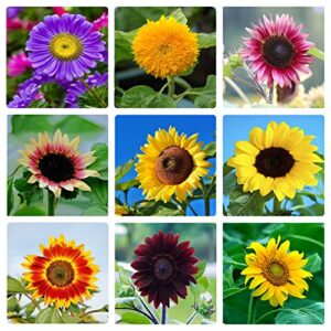 giant sunflower seeds for planting 15 kinds of mix mammoth flower non-gmo heirloom outdoor garden home easy to plant (1500+)