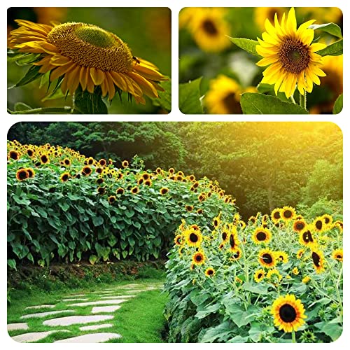 Giant Sunflower Seeds For Planting 15 Kinds of Mix Mammoth Flower Non-GMO Heirloom Outdoor Garden Home Easy to Plant (1500+)